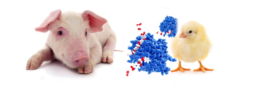El papel de los aditivos en la salud intestinal de cerdos y aves. Parte II