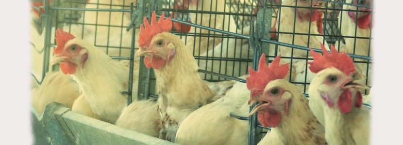 Oligoelementos en gallinas ponedoras: 5 razones para emplear formas orgánicas