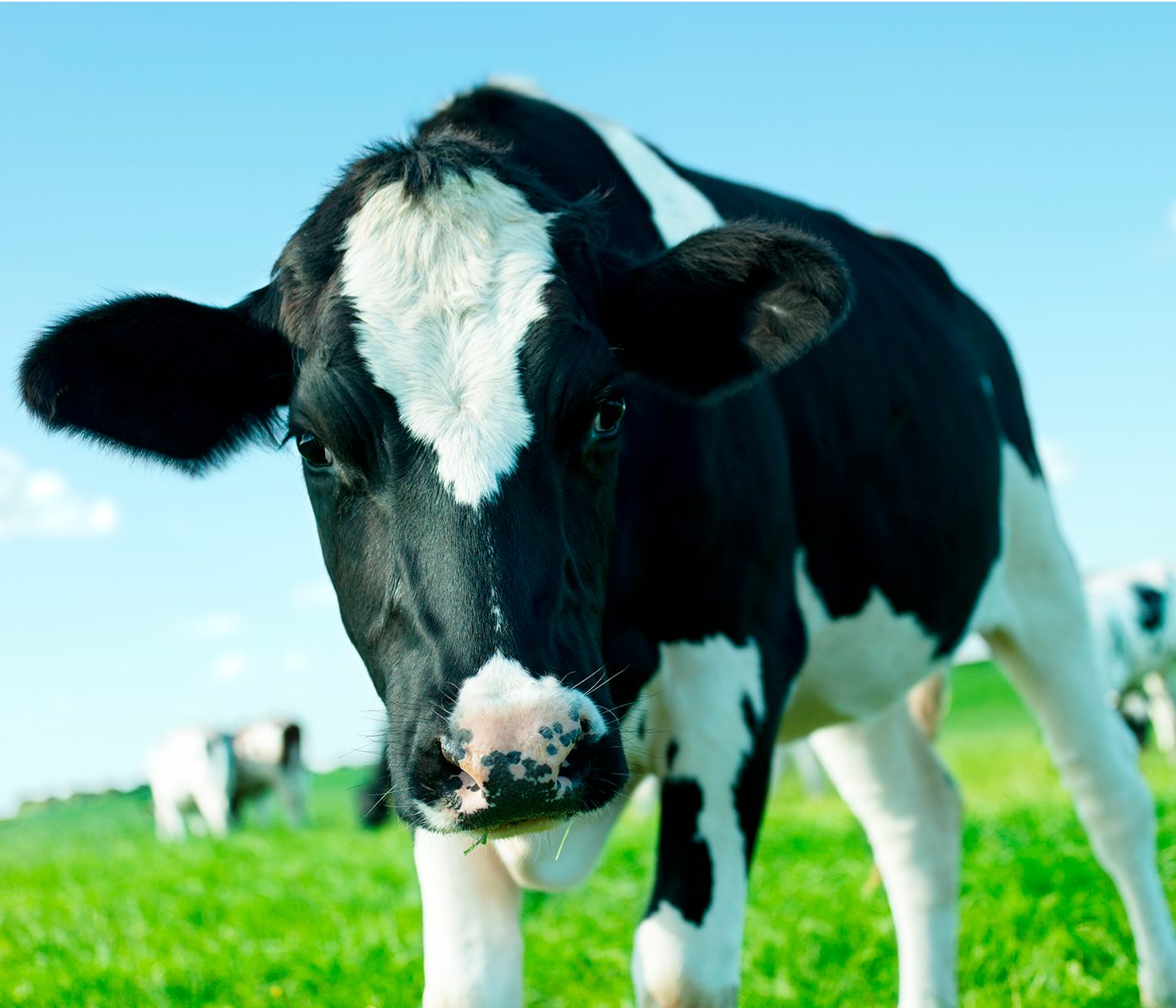 ¿Cómo es la utilización del nitrógeno en vacas lecheras?
