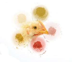 Saúde Intestinal e pigmentação do frango de corte
