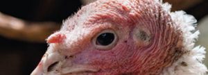 Necesidades nutricionales para pavos de engorde