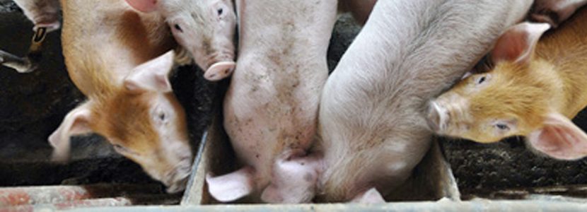 Estrategias de manejo y alimentación para obtener mejoras en cerdos de engorde