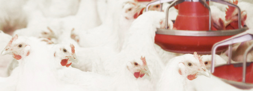 Una solución efectiva para disminuir costes de producción en pollos de engorde