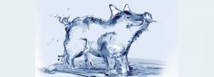 ¿La calidad del agua afecta el rendimiento y/o la salud de los lechones?