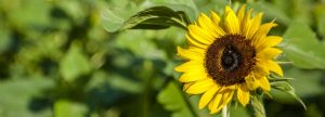 Materias primas: expeller de girasol