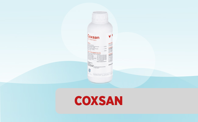 Coxsan