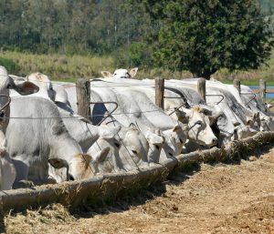 Acidose ruminal: como minimizar sua ocorrência entendendo o microbioma ruminal?