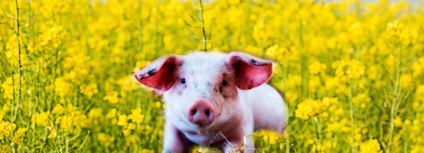 Utilización de harina de canola en la dieta de cerdos