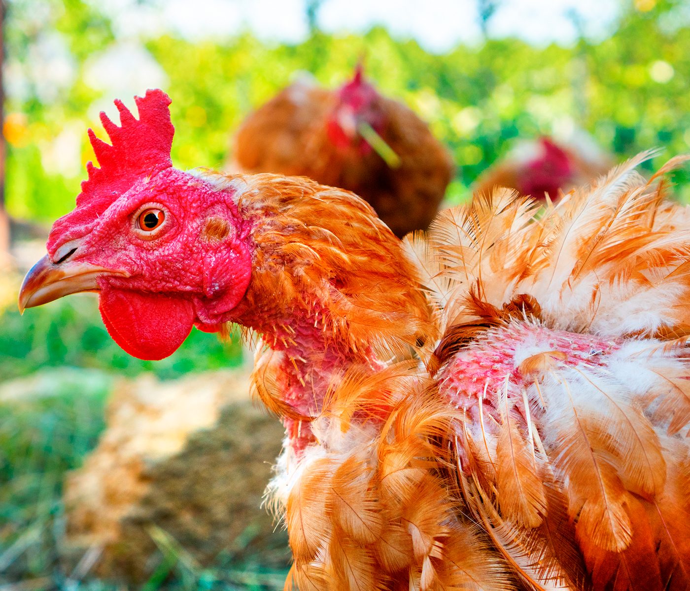 Feather pecking and nutrition in poultry