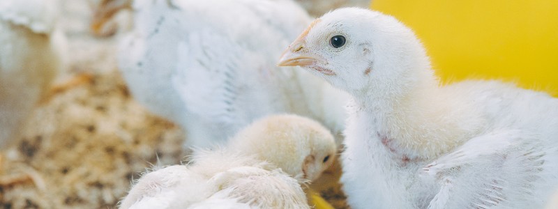 Efectos de la utilización de fibra en la dieta para pollos de engorde