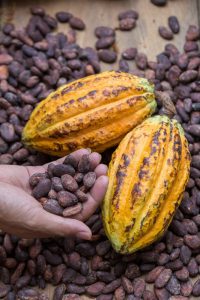 cacao