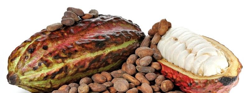Subproductos del cacao: potencial recurso en la alimentación del ganado