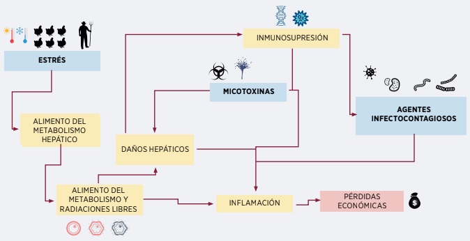 micotoxicosis