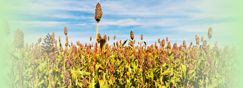 PDF) Época de semeadura de braquiárias em consórcio com sorgo