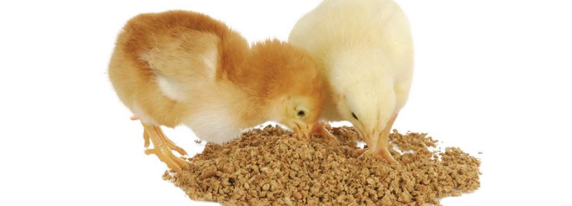 Información reciente sobre la nutrición de oligoelementos en las aves