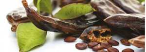 Ficha de materia prima: Algarroba, Garrofa (Ceratonia siliqua)