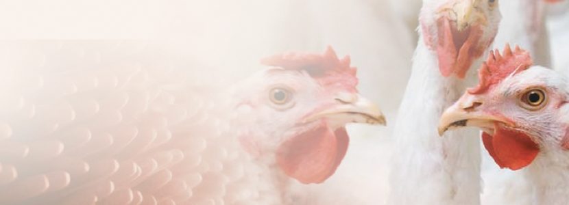 Consecuencias productivas y económicas de la inflamación intestinal en pollos