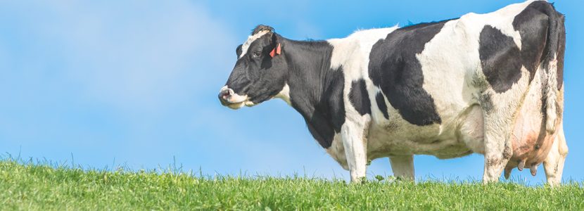 Mejorando las tasas de preñez en vacas con y sin cetosis subclínica