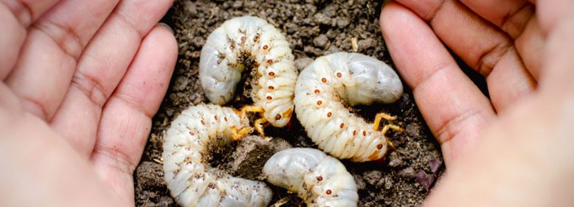 Documento sobre la normativa relativa al uso de insectos en alimentación animal