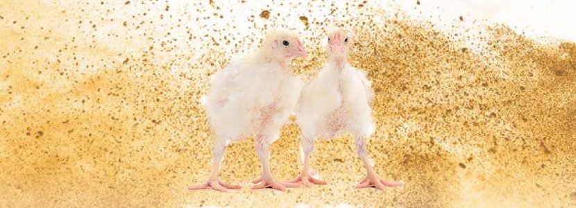 Presentación del pienso y sus efectos sobre el rendimiento y salud en pollos