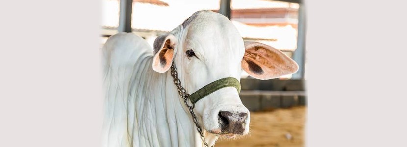 Chromium: a final adjustment in cattle diets