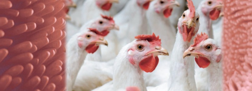 Consecuencias productivas y económicas de la inflamación intestinal en pollos