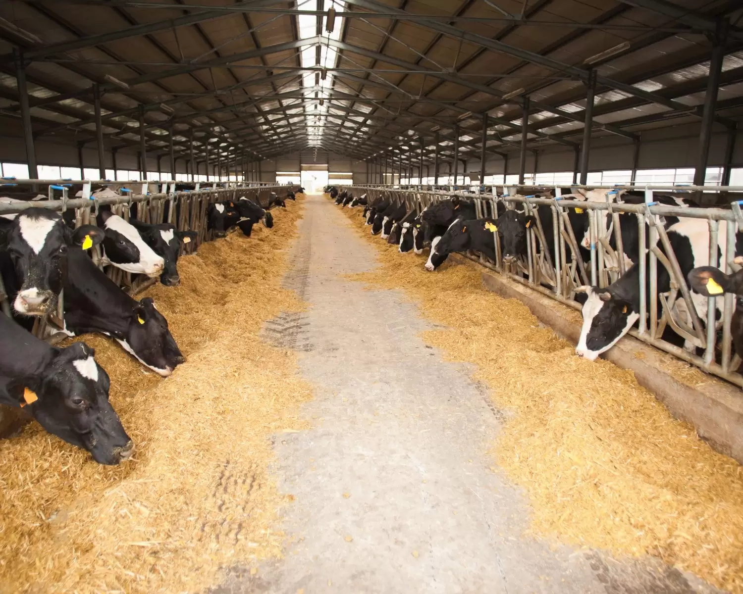 Período de transição de vacas leiteiras