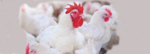 Colina poliherbal y Betaína para el reemplazo de Cloruro de Colina en broilers