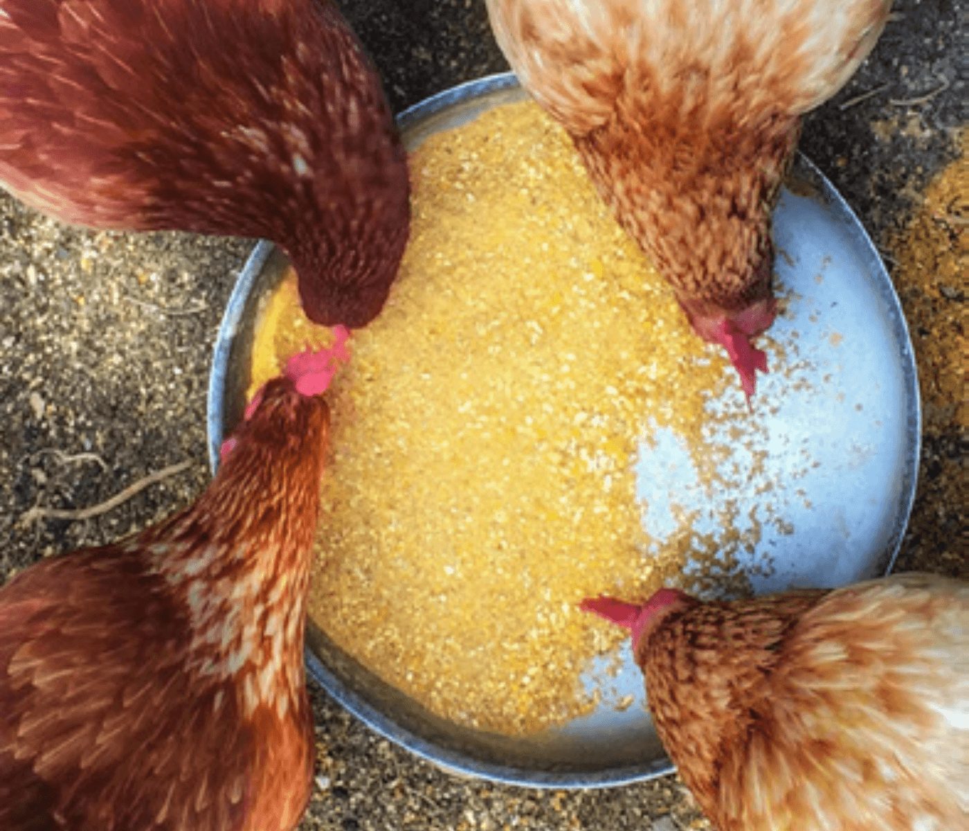 Utilização de gérmen de milho na dieta de aves
