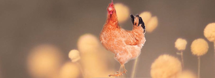 Resultados productivos en aves de postura desafiadas con micotoxinas
