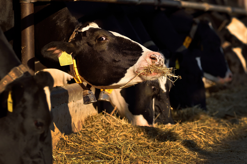 Neutral Detergent Fiber determinations in dairy cattle