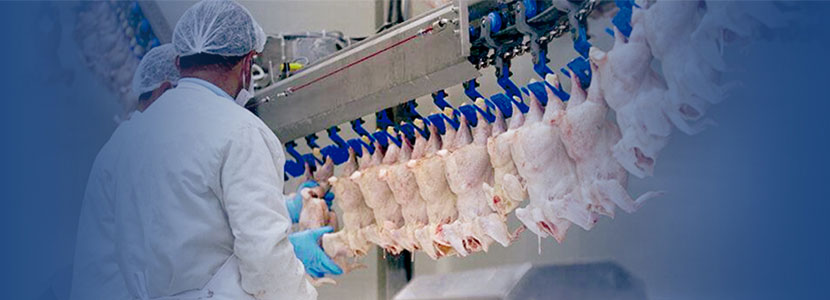 Ferramenta melhora a rentabilidade da produção de frangos: Perfect Carcass®
