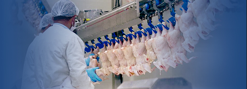 Herramientas para mejorar la rentabilidad de la producción de pollos de engorde
