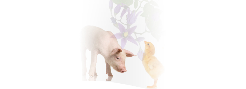 Suplementación de Vitamina D en dietas de porcino y avicultura