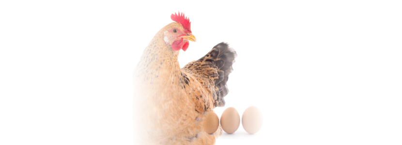 Melhora da produção e qualidade de ovos com suplementação de parede celular