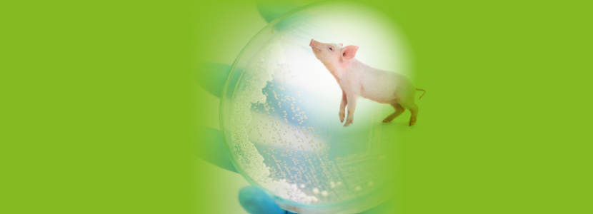 Levedura probiótica: Solução em porcas hiperprolíferas; melhora de peso