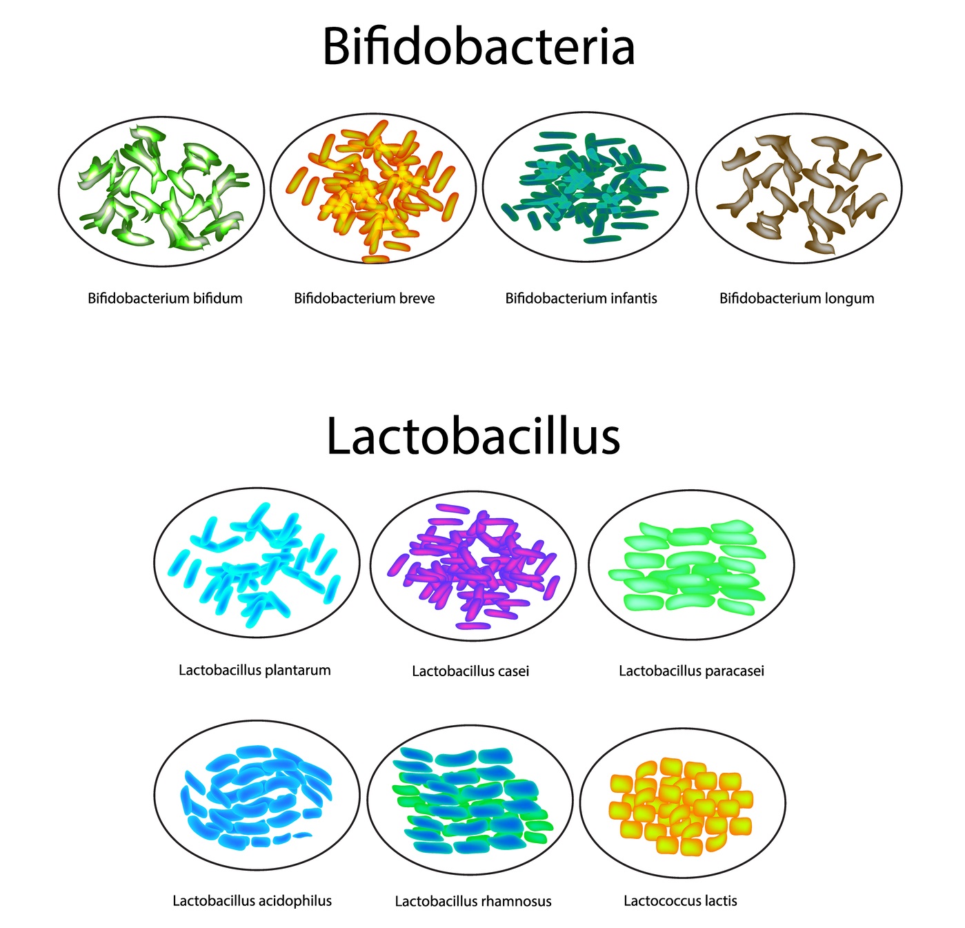 microbiota