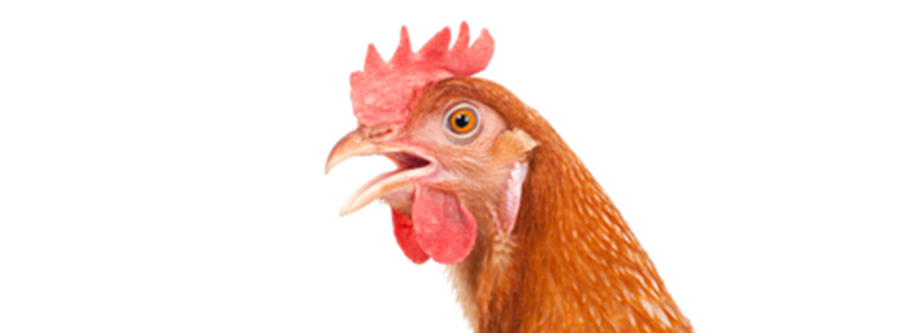 Afrontar el estrés por calor en la avicultura a través...