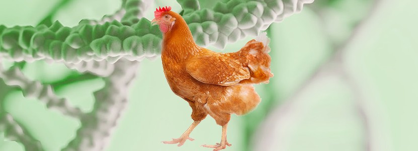 Suplementación con pared celular de levadura en gallinas ponedoras