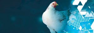 Nuevas tecnologías para la producción mundial de carne aviar y sus subproductos
