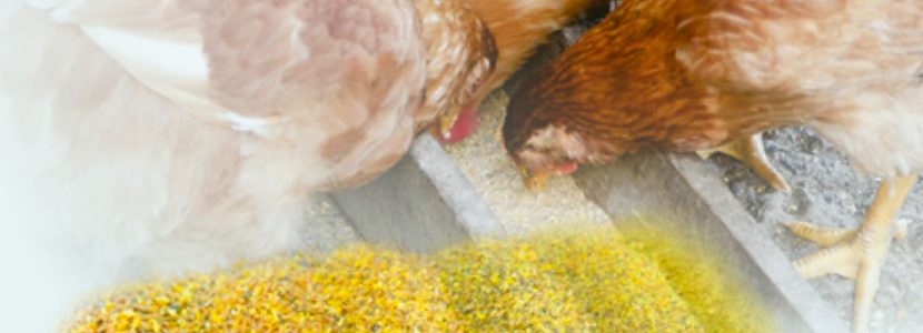 Tamaño de partículas de alimento y condición del plumaje en gallinas ponedoras