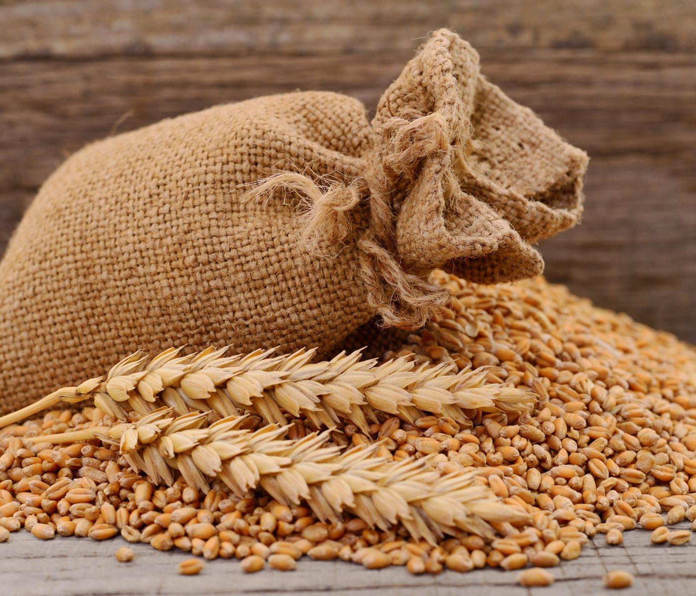 Farelo de trigo fino como fonte de betaína para aves e suínos