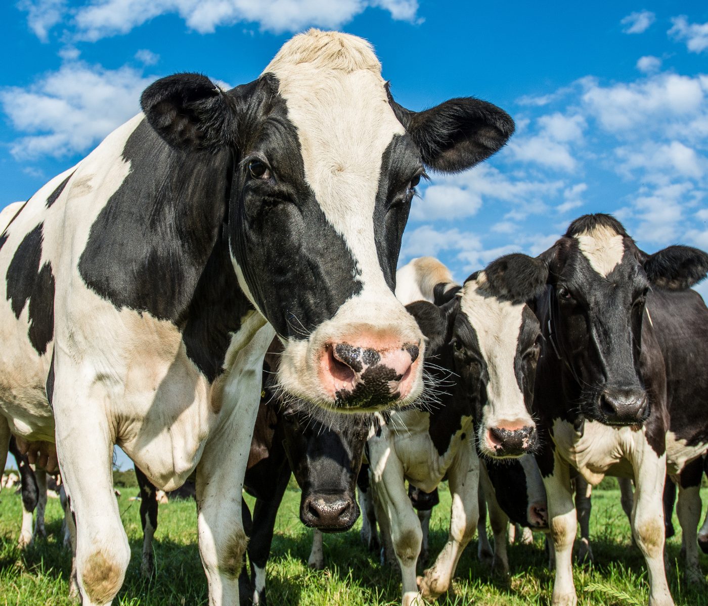 Aditivos fitogênicos em vacas leiteiras melhoram a eficiência alimentar