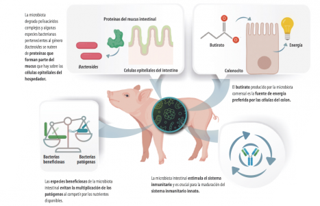  microbiota intestinal porcina