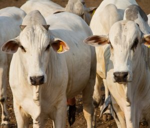 Como aumentar a eficiência dos animais por meio do seu microbioma ruminal?