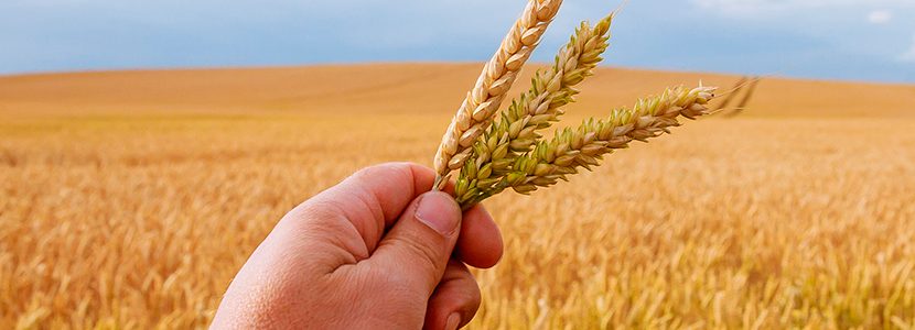 Septiembre 2021. El trigo lidera la subida de materias primas agroalimentarias