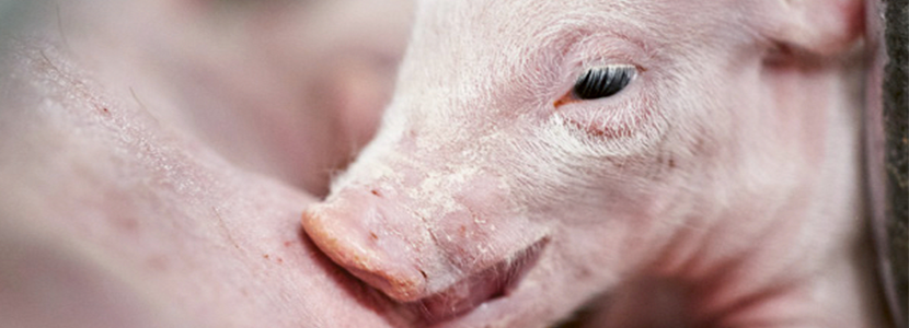 Producir cerdos robustos mediante una mejor inmunocompetencia