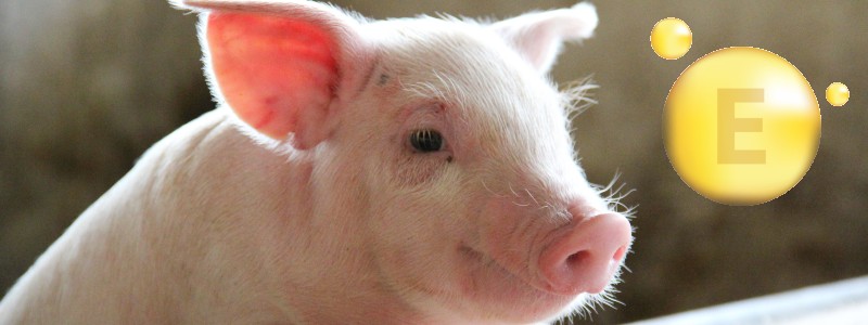 Vitamina E: efecto sobre la inmunidad y fertilidad en cerdos