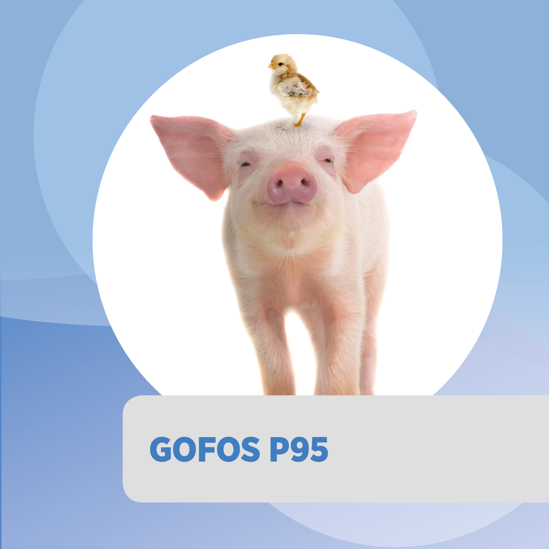 GOFOS P95