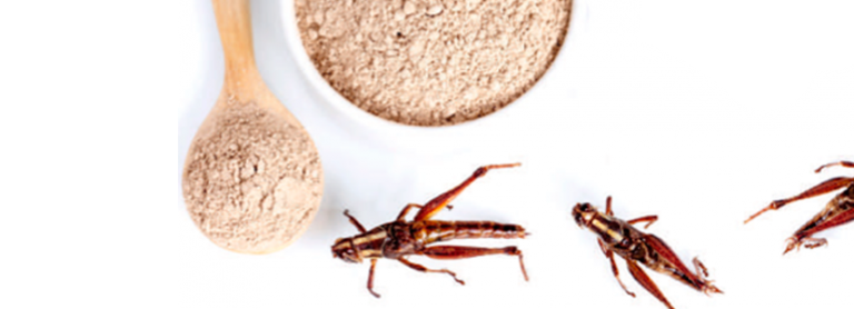 Ficha de Materia Prima : Harina de insectos